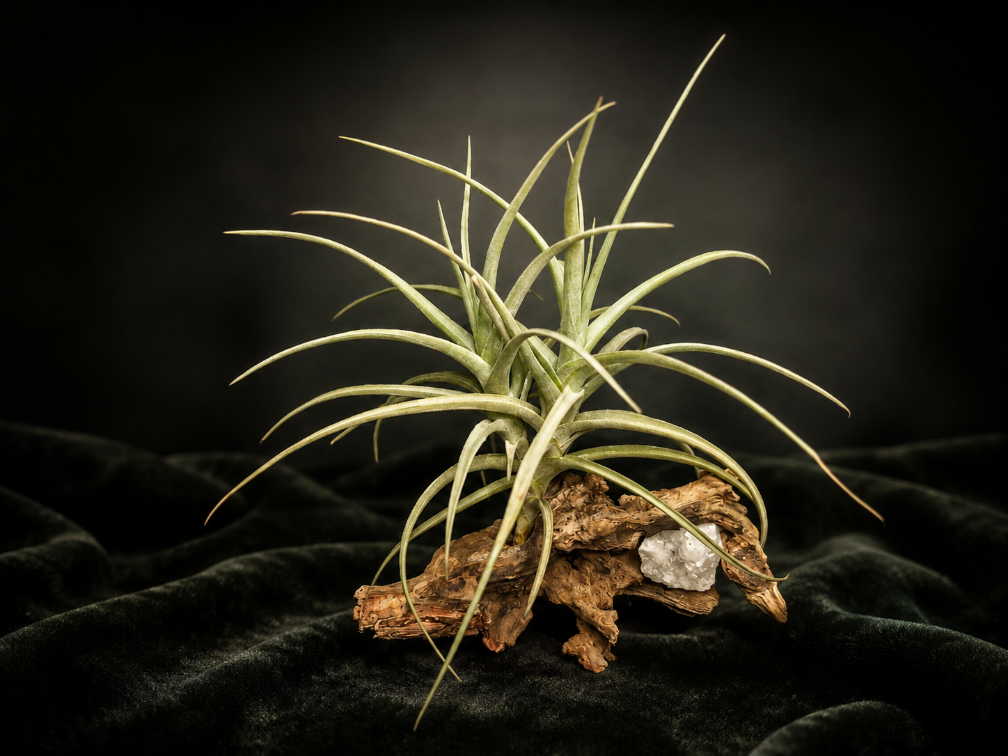 Peru Inca Gold Living Art Mounted Arrangement