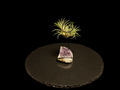 Ionantha 'Druid' Clump with Amethyst Cluster