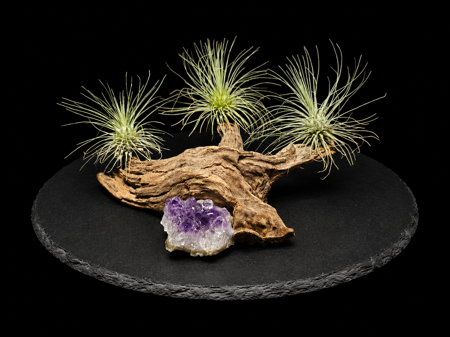 Fuchsii v. Gracilis Trio with Amethyst Cluster on Natural Driftwood