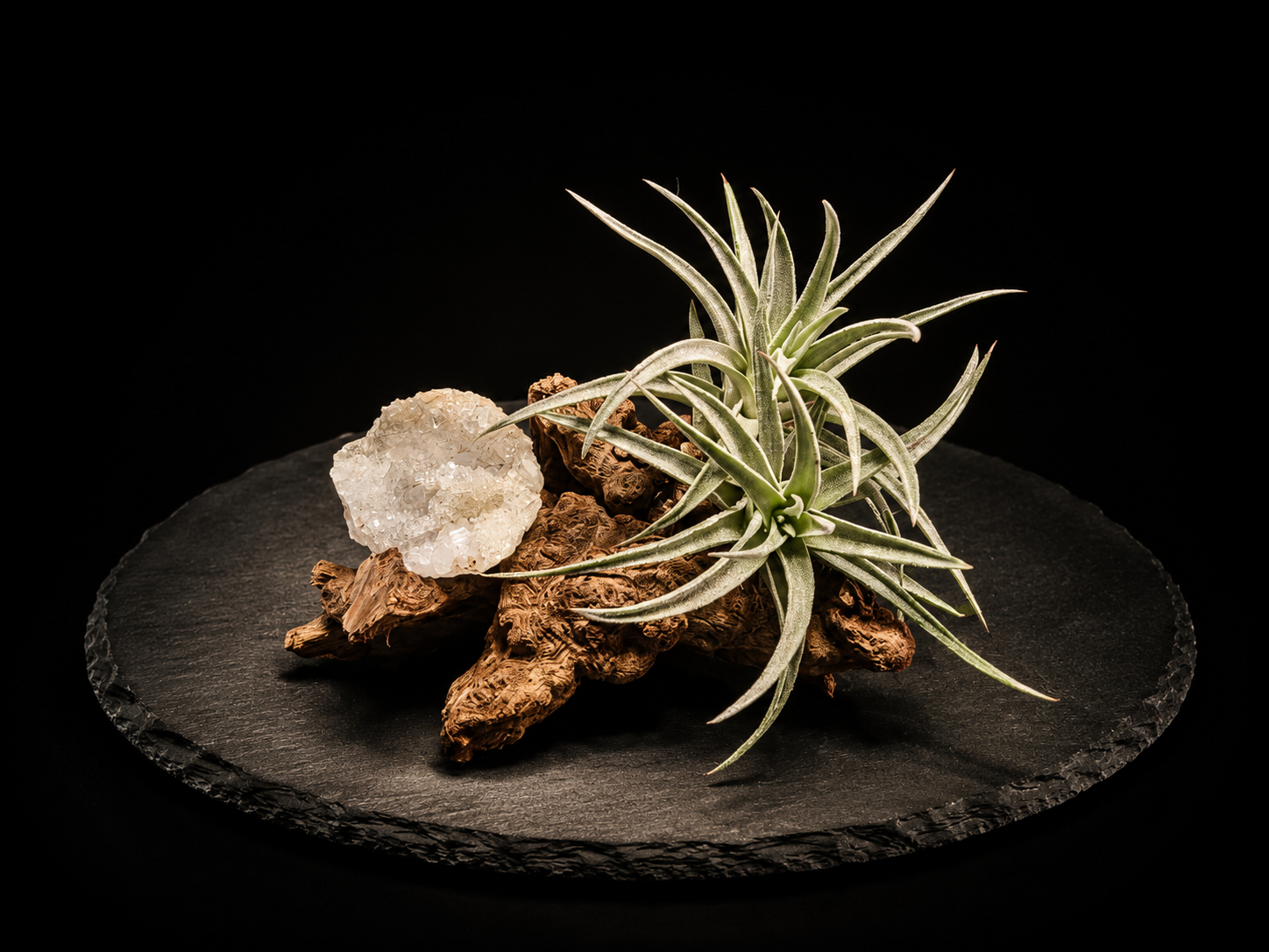 Harrisii Crystal Driftwood Arrangement