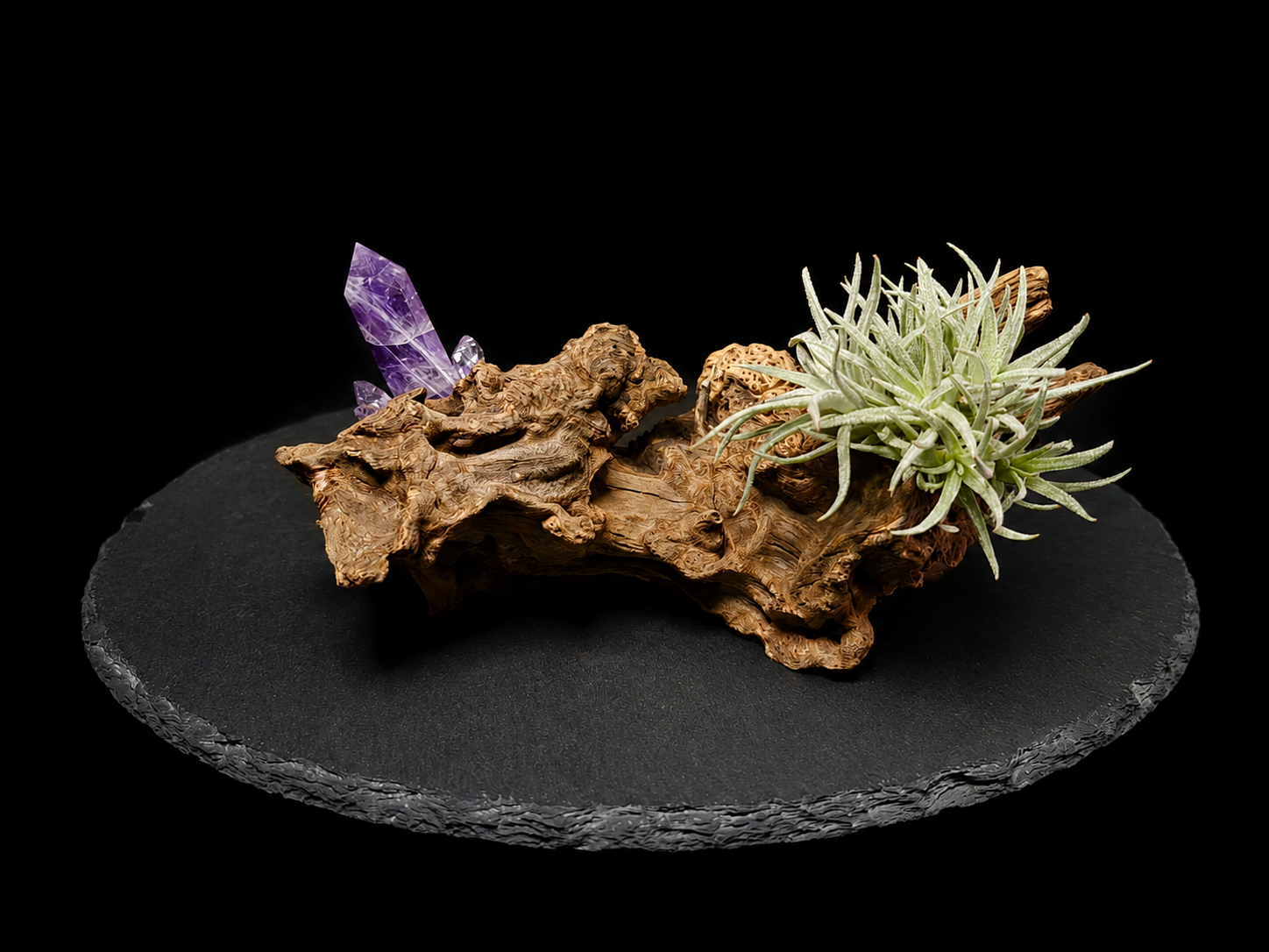 Harrisii Air Plant with Amethyst Tower on Natural Driftwood