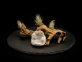 Ionantha ‘Peanut’ with Geode Tabletop Display