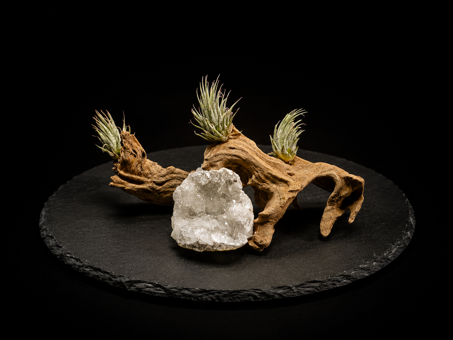 Ionantha ‘Peanut’ with Geode Tabletop Display