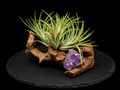 Ionantha 'Grace' Clump with Amethyst Cluster on Natural Driftwood