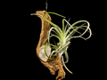 Tillandsia Lorentziana Hanging Arrangement