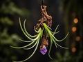 Lorentziana Hanging Display with Amethyst