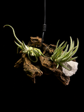 Mitlaensis Hanging Display with Geode