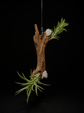 Araujei open and closed form Mounted Hanging