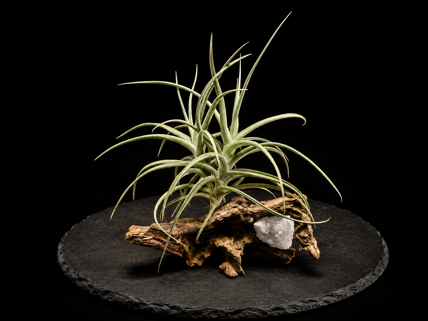Peru Inca Gold Living Art Mounted Arrangement