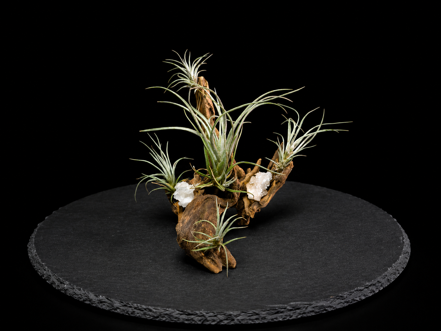 Pringlei Crystal Arrangement