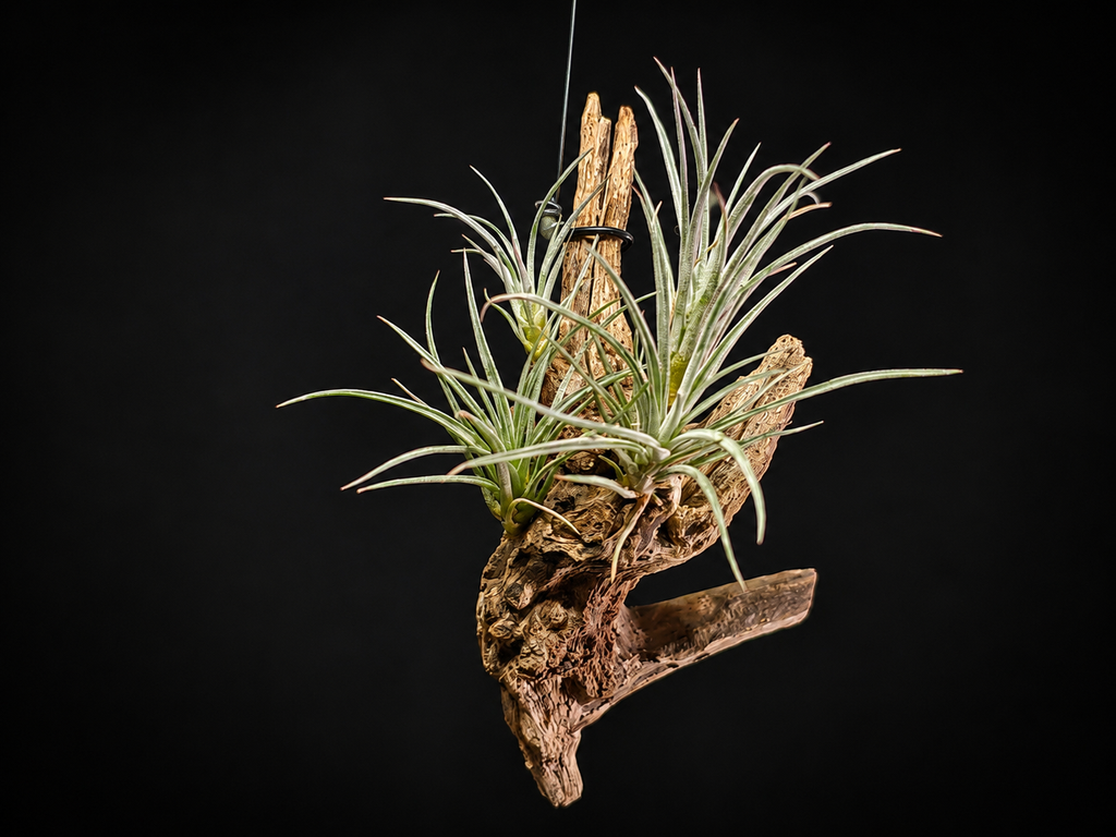 Hanging Pringlei Air Plant Mount #2