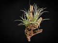 Hanging Pringlei Air Plant Mount #2