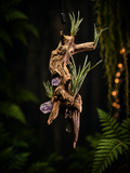 Pringlei Hanging Display with Amethyst