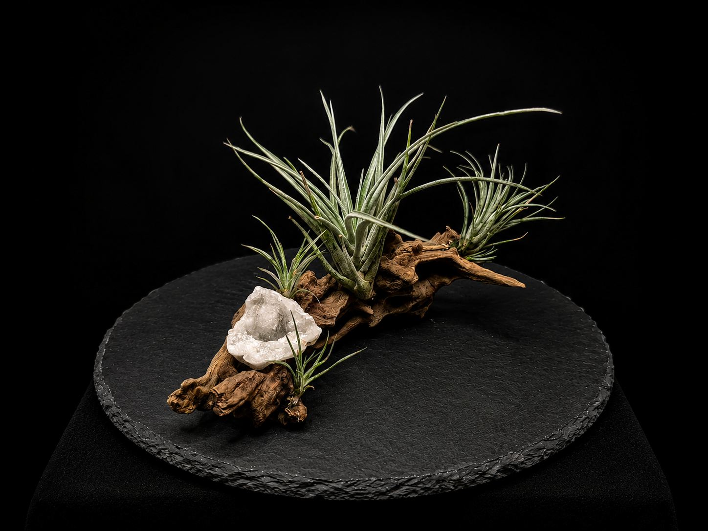 Pringlei with Geode Tabletop Display