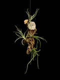 Recurvata Hanging Display with Geode