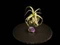 Streptophylla Air Plant with Amethyst Crystal Display