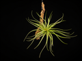 Stricta 'Magenta' Hanging  Mount