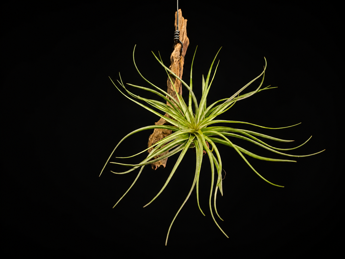 Stricta 'Magenta' Hanging  Mount