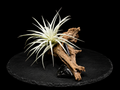 Tillandsia Stricta 'Soft White' with Obsidian Driftwood Display