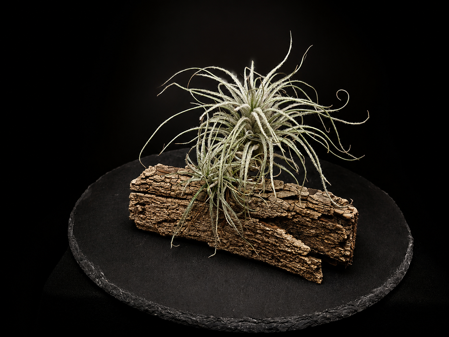 Tectorum Desert Air Plant Mount