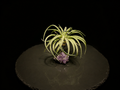 Velutina Air Plant with Amethyst Crystal Display